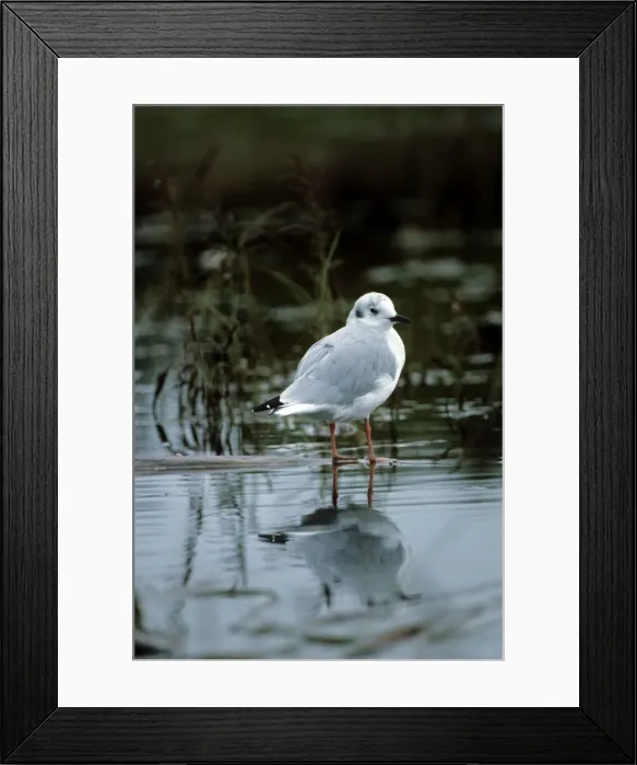 Framed Print : Picture No. 10880639 Framed Print : Picture No. 10880639