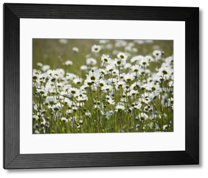 Framed Print : Picture No. 10877564 Framed Print : Picture No. 10877564