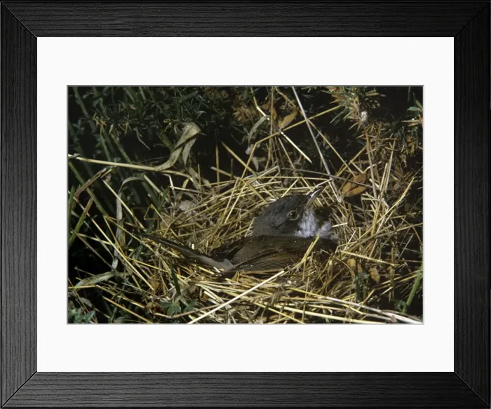 Framed Print : Picture No. 10880632 Framed Print : Picture No. 10880632
