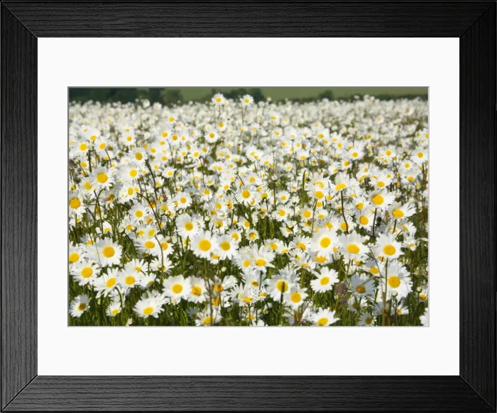 Framed Print : Picture No. 10877565 Framed Print : Picture No. 10877565