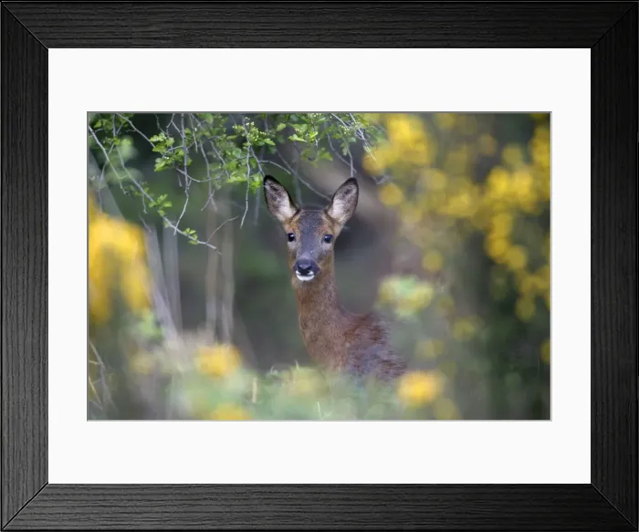Framed Print : Picture No. 10879723 Framed Print : Picture No. 10879723