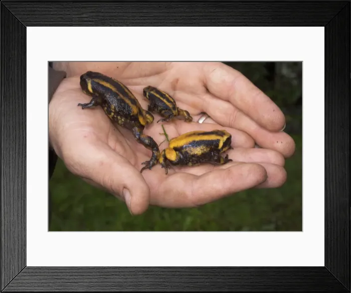 Framed Print : Picture No. 10877661 Framed Print : Picture No. 10877661