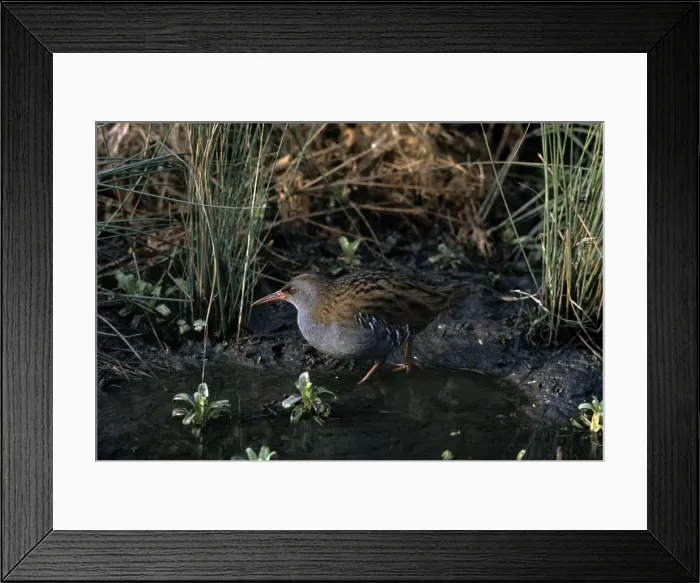 Framed Print : Picture No. 10880637 Framed Print : Picture No. 10880637
