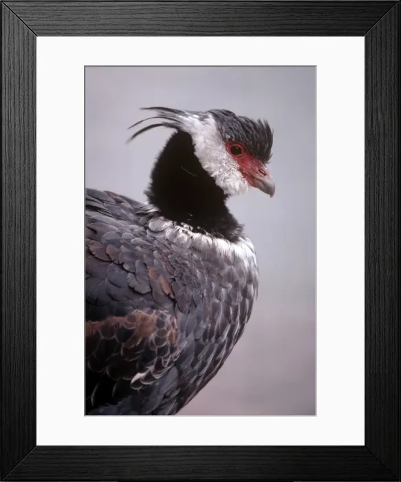Framed Print : Picture No. 10880631 Framed Print : Picture No. 10880631