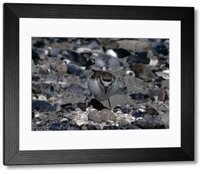 Framed Print : Picture No. 10880638 Framed Print : Picture No. 10880638