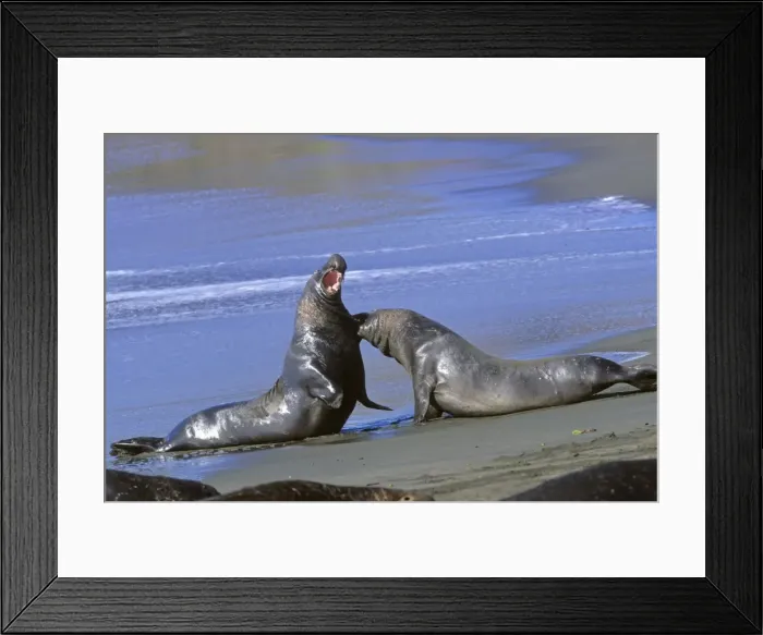 Framed Print : Picture No. 10880263 Framed Print : Picture No. 10880263