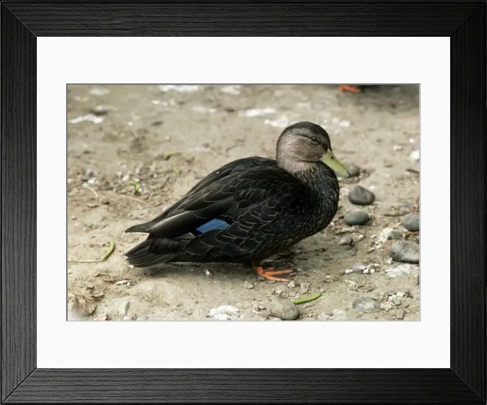 Framed Print : Picture No. 10879768