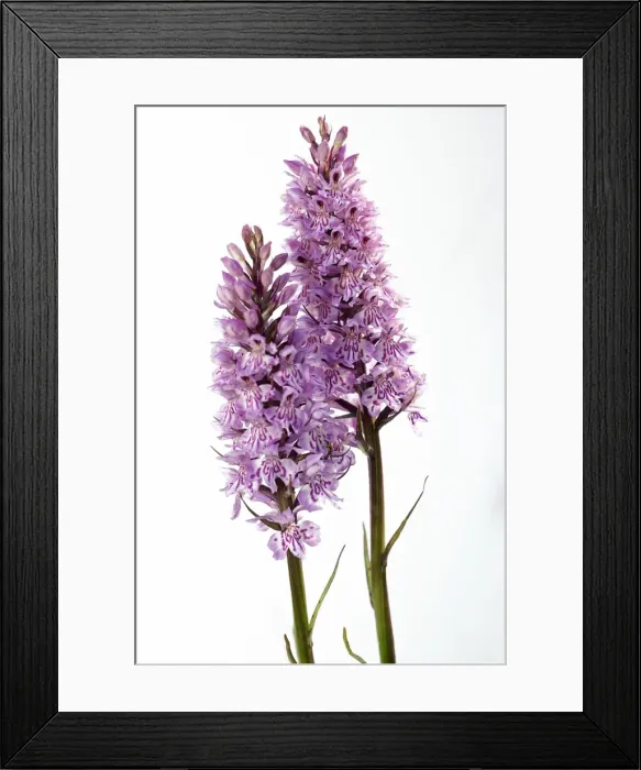 Framed Print : Picture No. 10883061 Framed Print : Picture No. 10883061