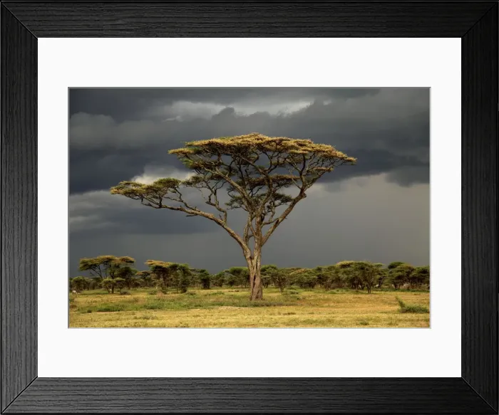 Framed Print : Picture No. 10882675 Framed Print : Picture No. 10882675