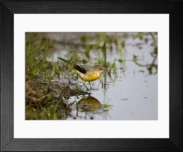 Framed Print : Picture No. 10883057 Framed Print : Picture No. 10883057