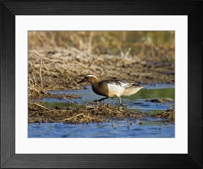 Framed Print : Picture No. 10883058 Framed Print : Picture No. 10883058