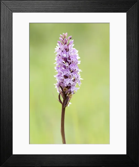 Framed Print : Picture No. 10883060 Framed Print : Picture No. 10883060