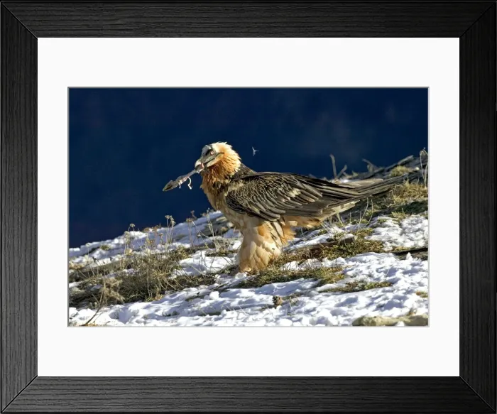 Framed Print : Picture No. 10883056 Framed Print : Picture No. 10883056