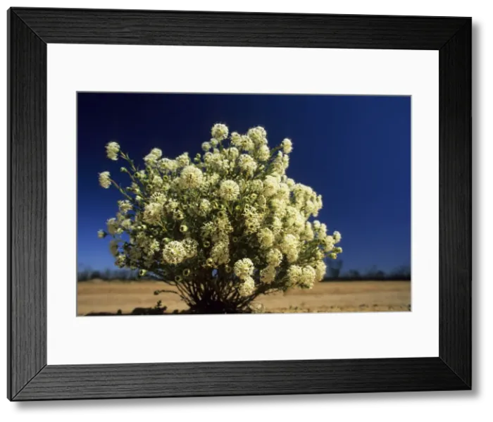 Framed Print : Picture No. 10883395 Framed Print : Picture No. 10883395