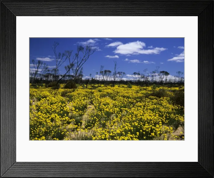 Framed Print : Picture No. 10883390 Framed Print : Picture No. 10883390