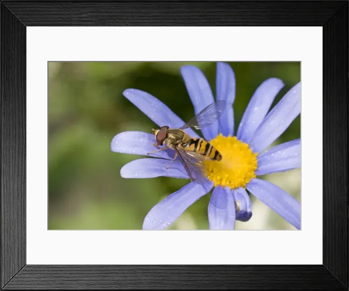 Framed Print : Picture No. 10883426 Framed Print : Picture No. 10883426