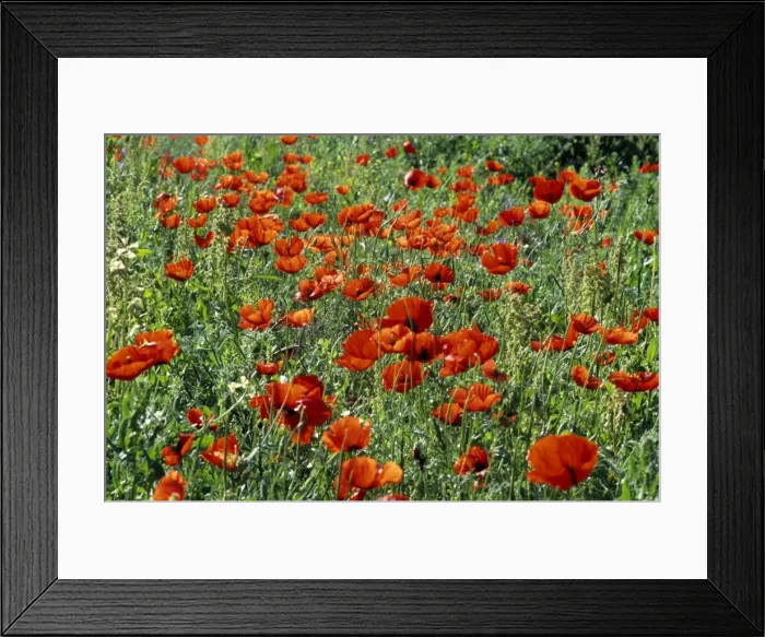 Framed Print : Picture No. 10883456