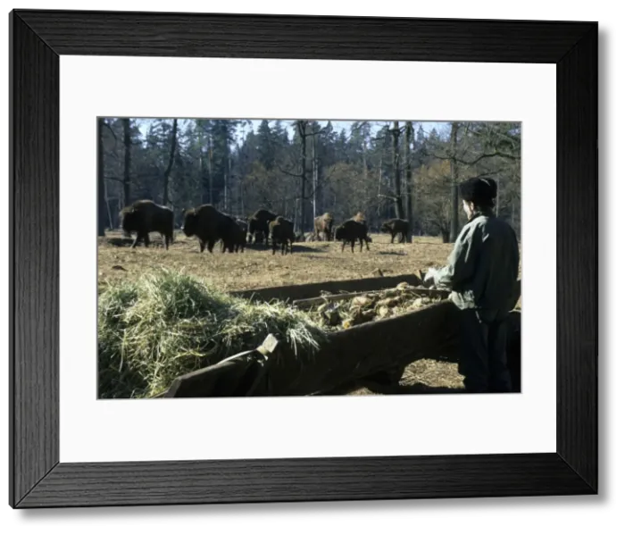 Framed Print : Picture No. 10883452 Framed Print : Picture No. 10883452