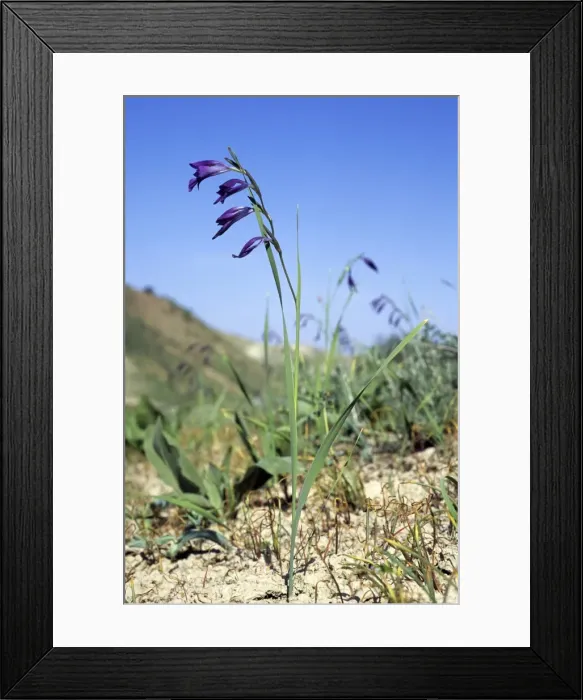 Framed Print : Picture No. 10883460 Framed Print : Picture No. 10883460