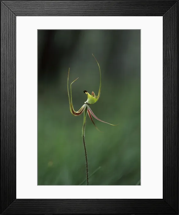 Framed Print : Picture No. 10883402 Framed Print : Picture No. 10883402