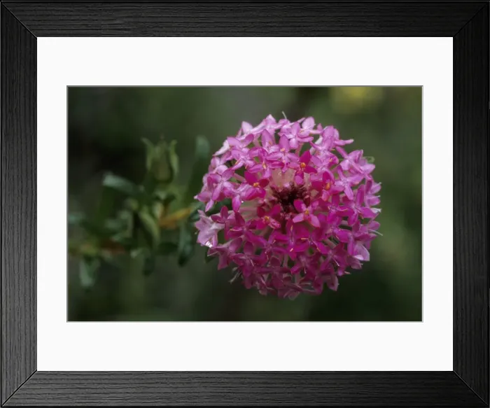 Framed Print : Picture No. 10883391 Framed Print : Picture No. 10883391