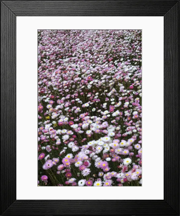 Framed Print : Picture No. 10883400 Framed Print : Picture No. 10883400
