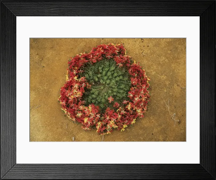 Framed Print : Picture No. 10883389 Framed Print : Picture No. 10883389