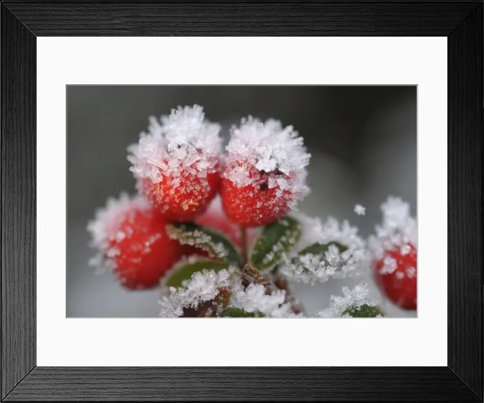 Framed Print : Picture No. 10883414