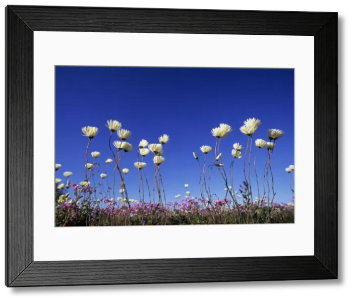 Framed Print : Picture No. 10883398 Framed Print : Picture No. 10883398