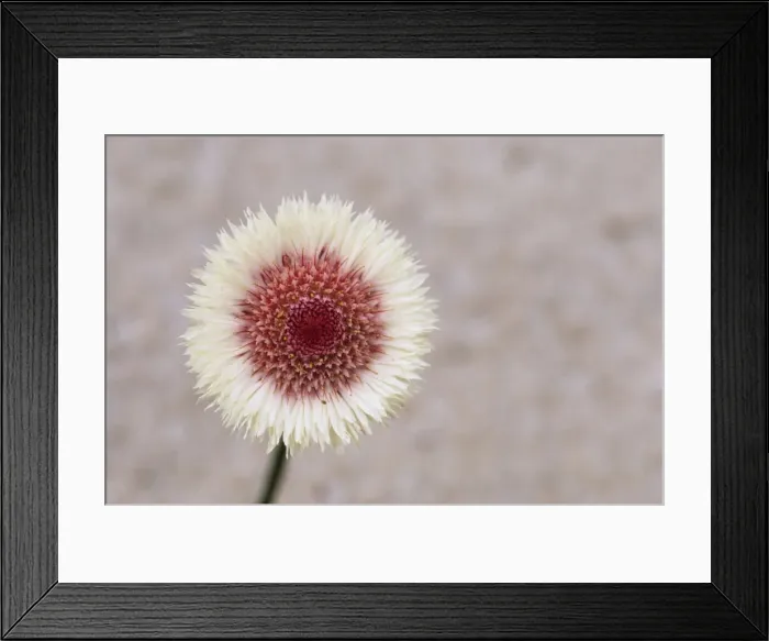 Framed Print : Picture No. 10883396