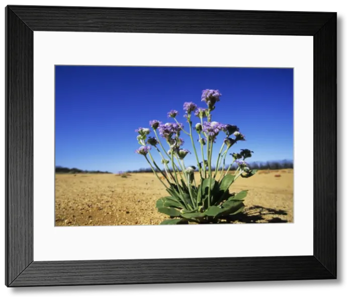 Framed Print : Picture No. 10883393 Framed Print : Picture No. 10883393