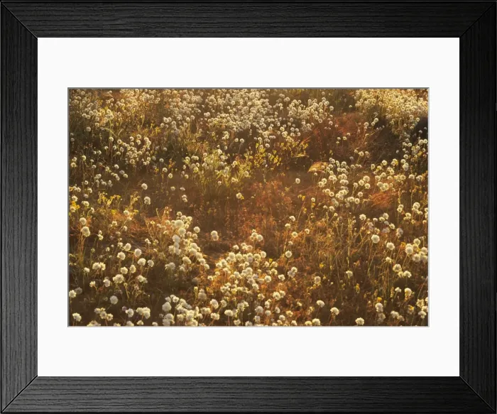 Framed Print : Picture No. 10883399 Framed Print : Picture No. 10883399