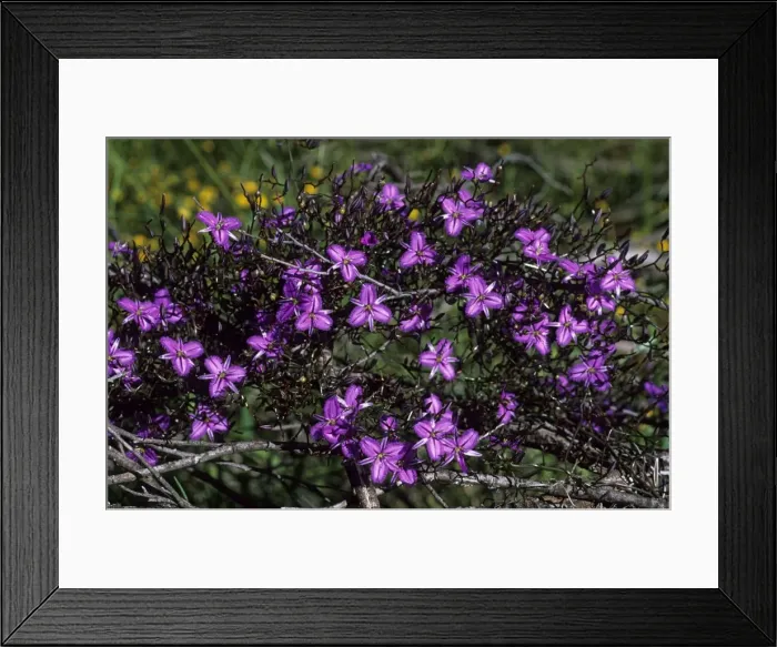Framed Print : Picture No. 10883394 Framed Print : Picture No. 10883394