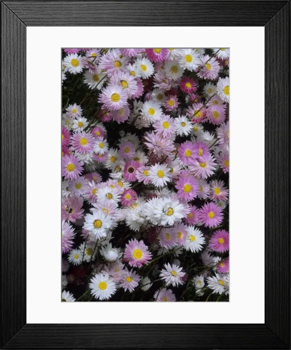 Framed Print : Picture No. 10883401 Framed Print : Picture No. 10883401