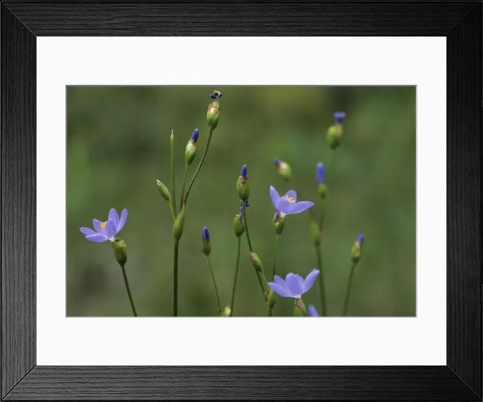 Framed Print : Picture No. 10883392 Framed Print : Picture No. 10883392
