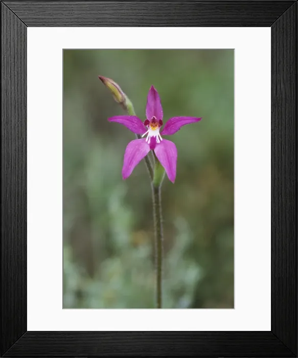 Framed Print : Picture No. 10883397 Framed Print : Picture No. 10883397