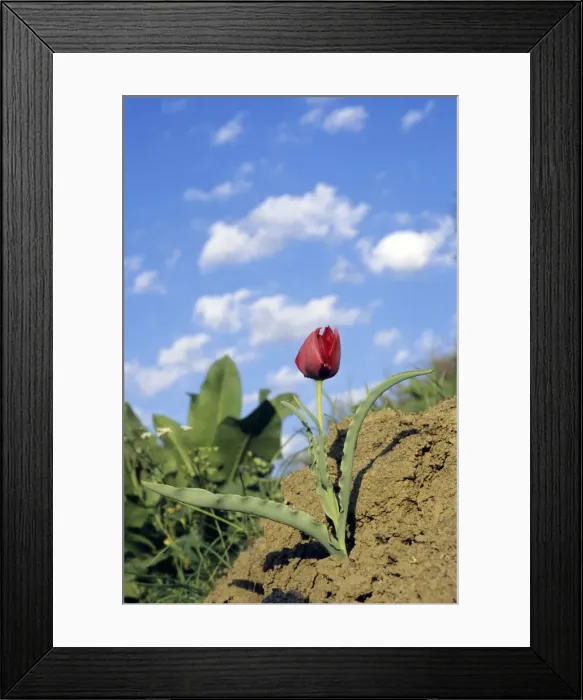 Framed Print : Picture No. 10883459