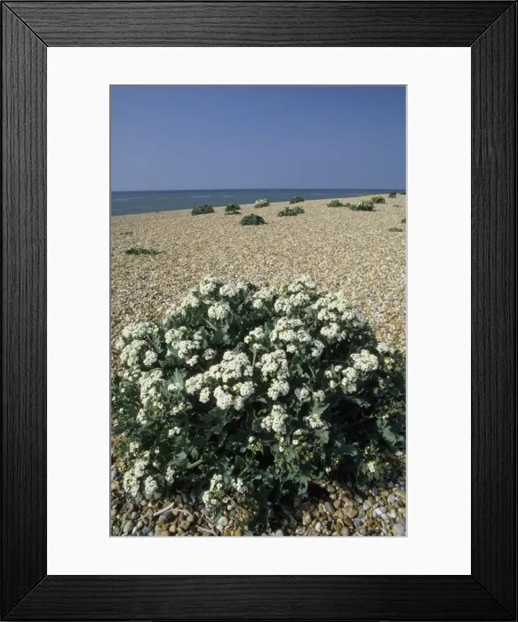 Framed Print : Picture No. 10883386 Framed Print : Picture No. 10883386