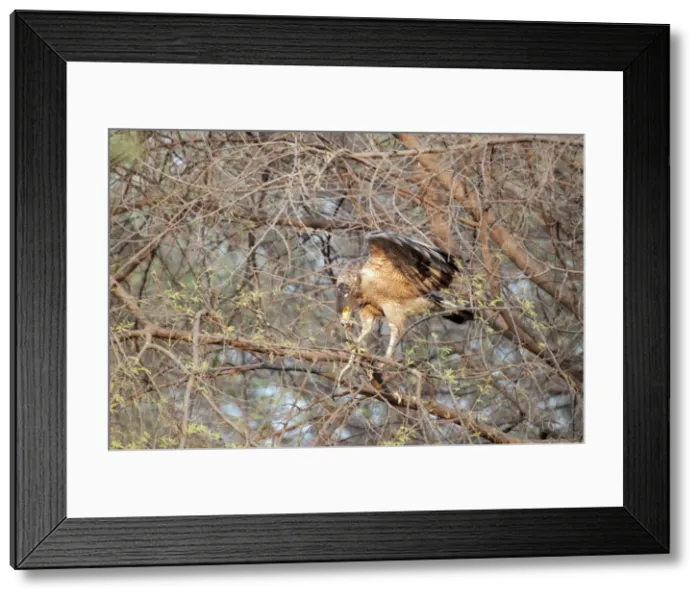 Framed Print : Picture No. 10899614