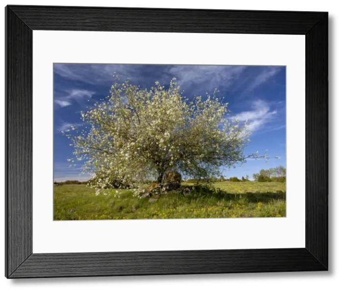 Framed Print : Picture No. 10899525 Framed Print : Picture No. 10899525