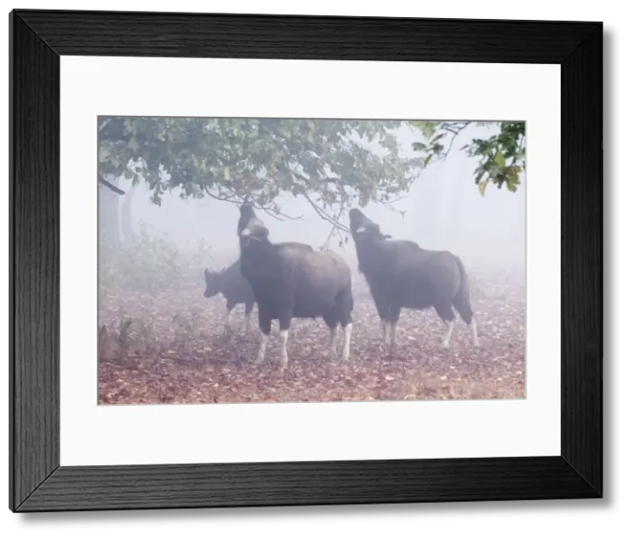 Framed Print : Picture No. 10899596 Framed Print : Picture No. 10899596