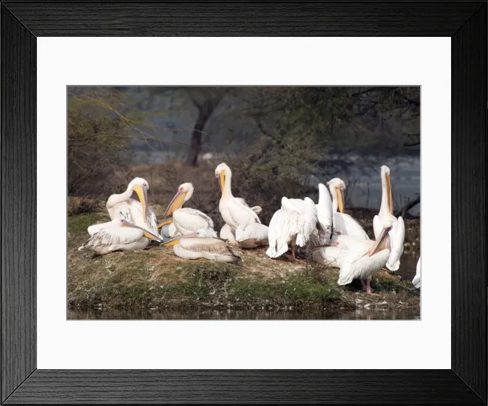 Framed Print : Picture No. 10899619 Framed Print : Picture No. 10899619