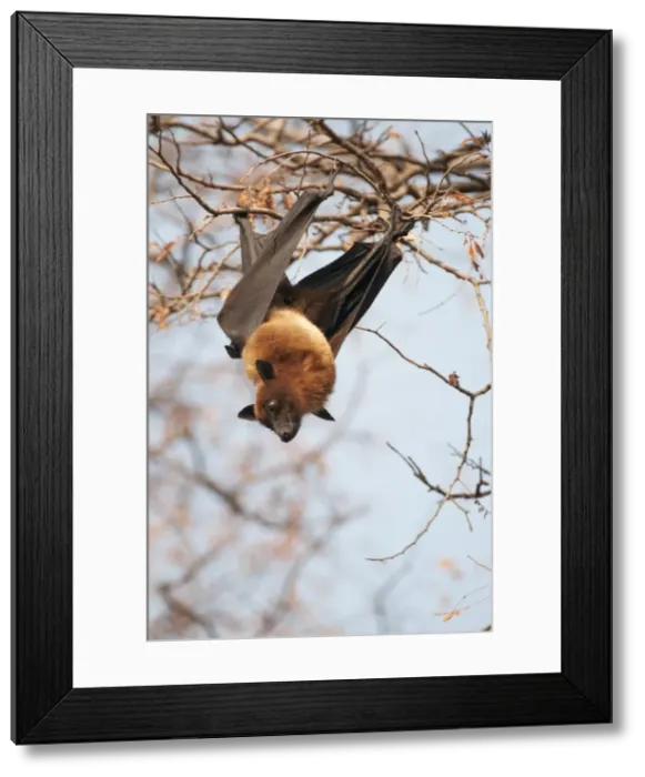Framed Print : Picture No. 10899592