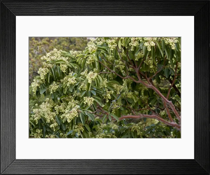 Framed Print : Picture No. 10899526 Framed Print : Picture No. 10899526