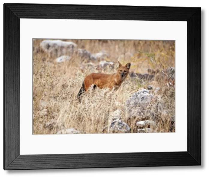 Framed Print : Picture No. 10899593 Framed Print : Picture No. 10899593