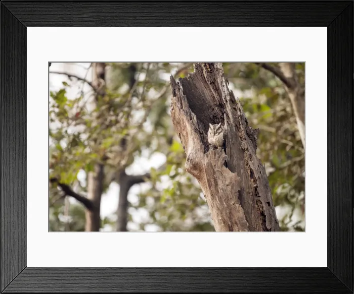 Framed Print : Picture No. 10899621