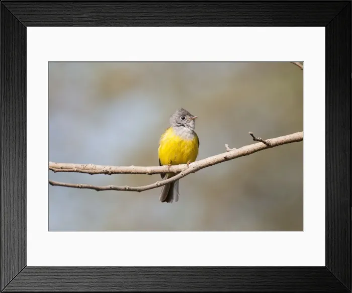 Framed Print : Picture No. 10899608 Framed Print : Picture No. 10899608