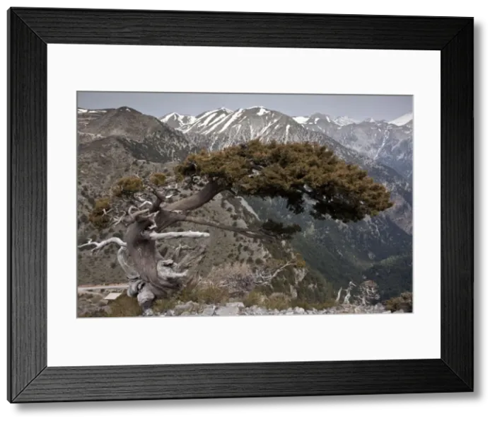 Framed Print : Picture No. 10899520