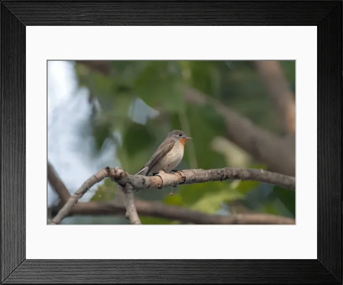 Framed Print : Picture No. 10899607 Framed Print : Picture No. 10899607