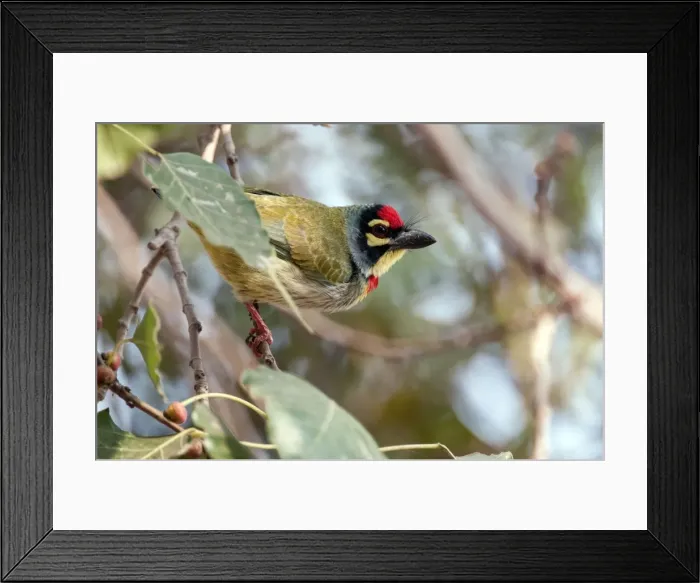 Framed Print : Picture No. 10899611
